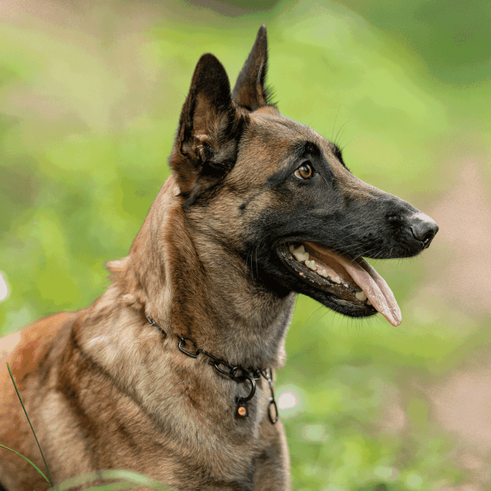 Herm Sprenger - Chain Collar with SPRENGER hook - Medium Links - Black Stainless Steel, 3 mm Dog Training Collar Dogline