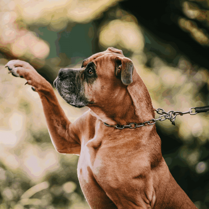 Herm Sprenger - Extra Strong Collar - Medium Links - Stainless Steel, 5 mm Dog Training Collar Dogline