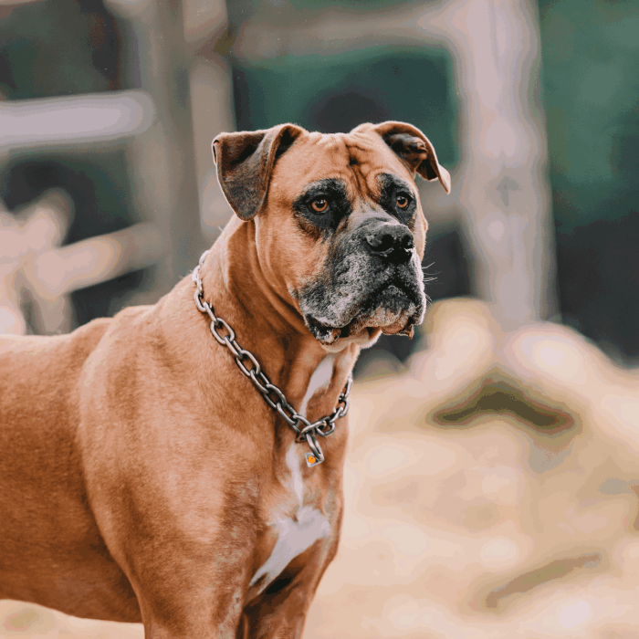 Herm Sprenger - Extra Strong Collar - Medium Links - Stainless Steel, 5 mm Dog Training Collar Dogline