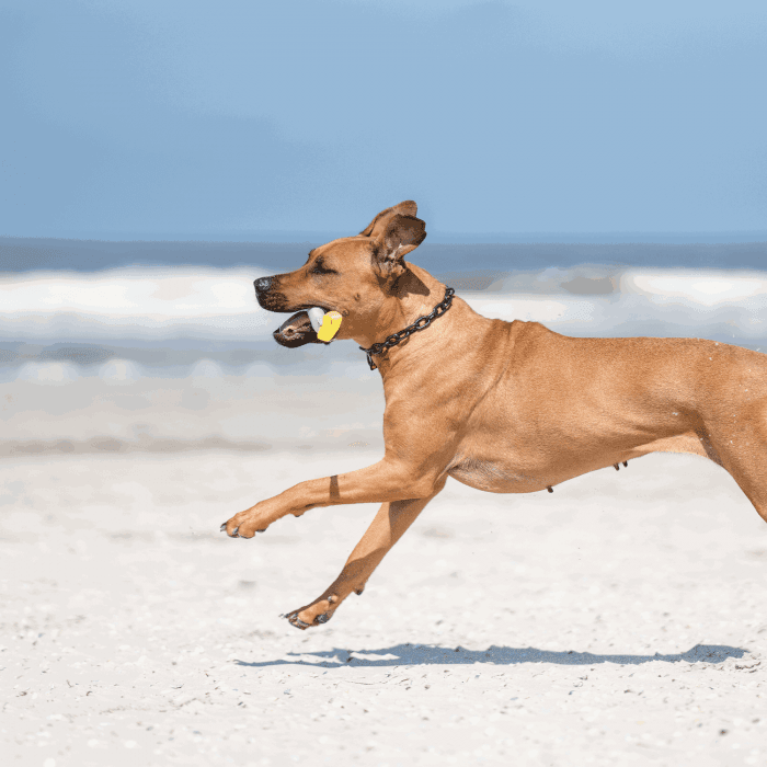 Herm Sprenger - Extra Strong Collar - Medium Links - Black Stainless Steel, 5mm Dog Training Collar Dogline