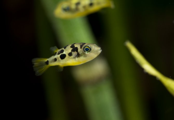 Dwarf Pea Puffer Puffer Danaqua Live Fish & More