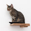 Cat Climbing Shelf Cat shelves/bed Catastrophic Creations