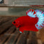 Hellboy Betta (Male) BETTA Danaqua Live Fish & More