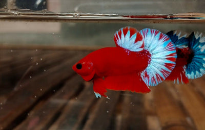 Hellboy Betta (Male) BETTA Danaqua Live Fish & More