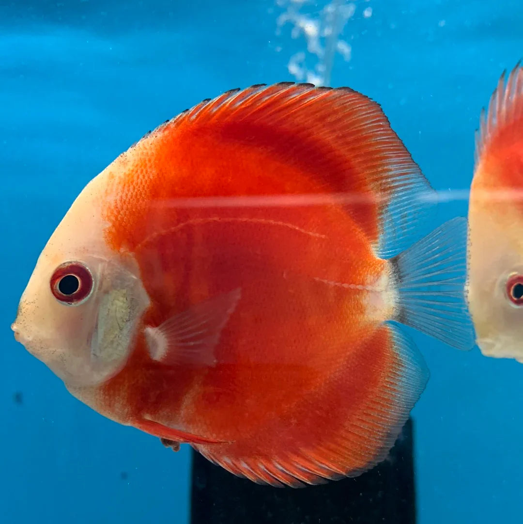 Red Rose Discus DISCUS Danaqua Live Fish & More