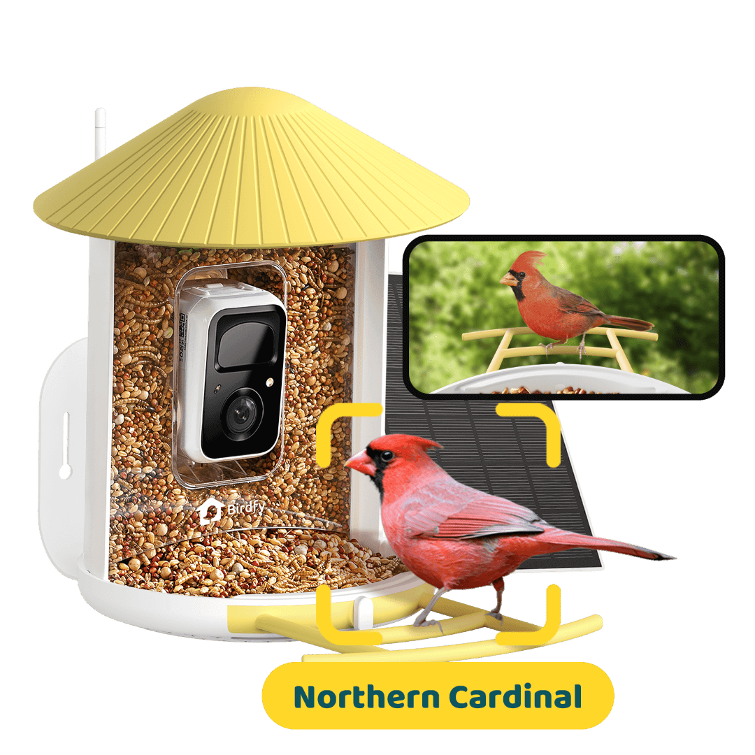 Birdfy Feeder with Solar Panel - Solar-Powered Smart Bird Feeder with Camera Yellow AI Lifetime Free Bundle Birdfy