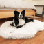 PupRug by Paw.com® Faux Fur Orthopedic Dog Bed - Curve Polar White Dog Beds Paw