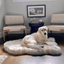 PupRug by Paw.com® Faux Fur Orthopedic Dog Bed - Curve White with Brown Accents Large (50" L x 30" W) Dog Beds Paw.com