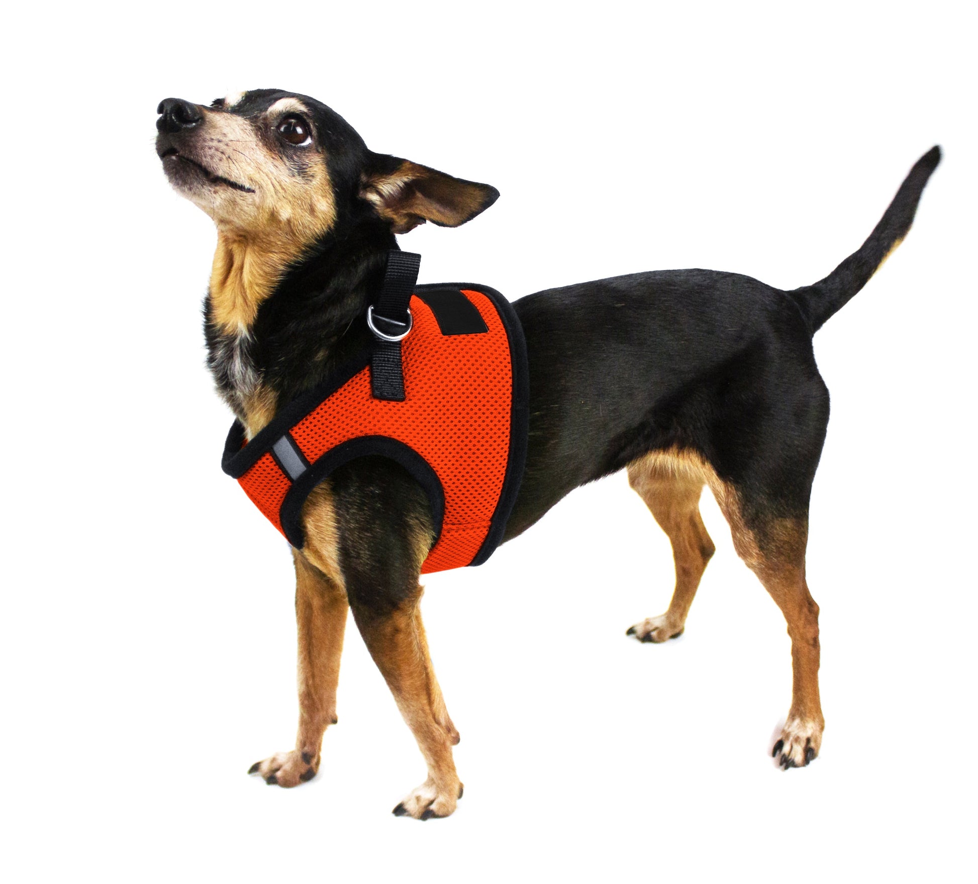 Boston Mesh Dog Harness + Built-in Hook & Loop Fastener Dog Harnesses Dogline