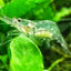 Ghost Shrimp (Pack of 25) SHRIMP Danaqua Live Fish & More