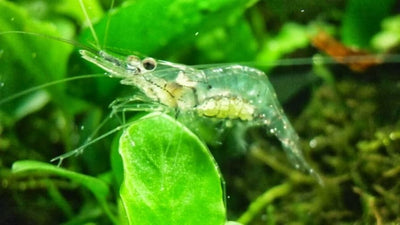 Ghost Shrimp (Pack of 25) SHRIMP Danaqua Live Fish & More