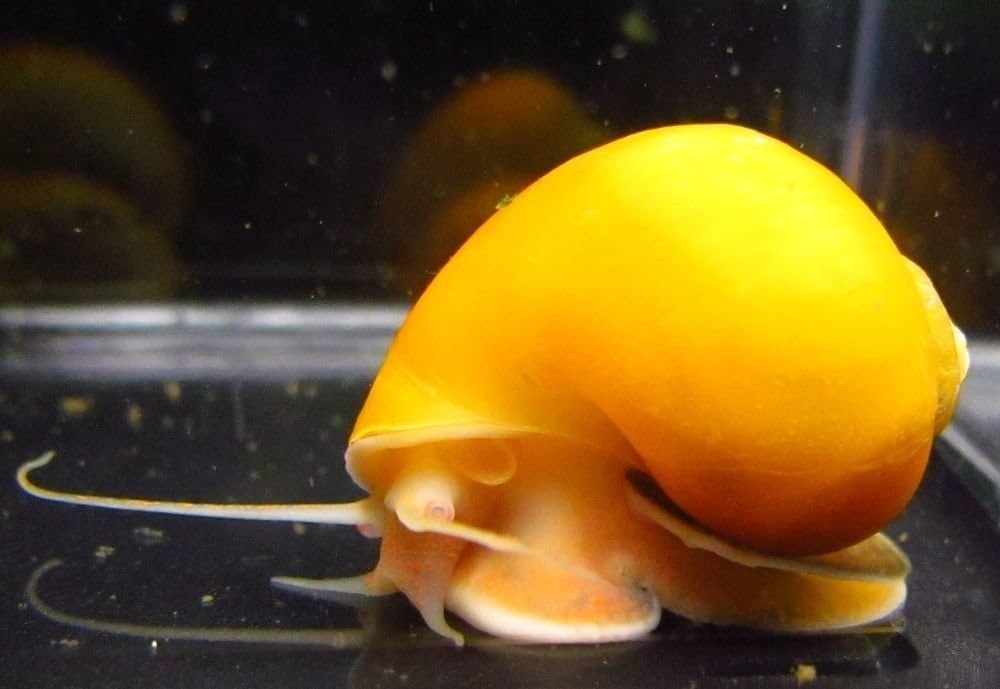 Golden Mystery Snails (Pomacea bridgesii) SNAIL Danaqua Live Fish & More