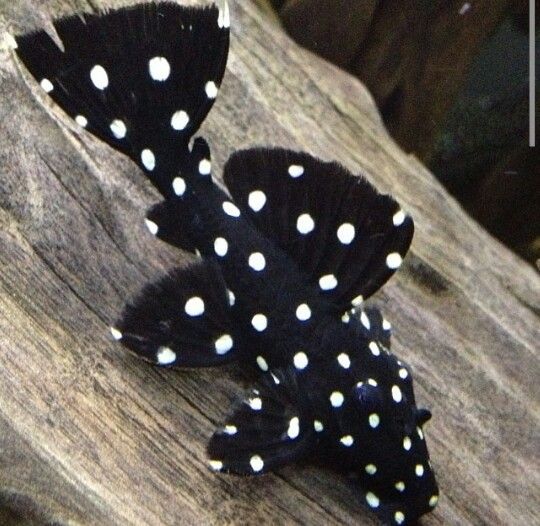 Galaxy Pleco Danaqua Live Fish & More
