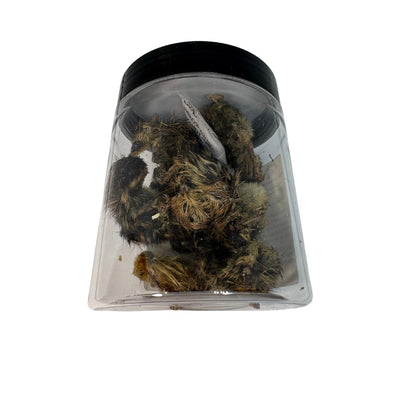 Quail Whole Chick Treats, 10 Count - Tiny, dehydrated Small Premium cat and Dog Treat Quailz.com by Undique LLC