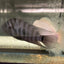Convict cichlids AMERICAN CICHLID Danaqua Live Fish & More