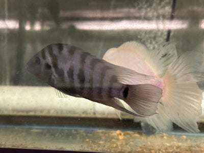 Convict cichlids AMERICAN CICHLID Danaqua Live Fish & More