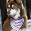 Hydrangea Haven Dog Bandana & Matching Keychain Dog Bandana Aria the Fox