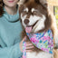 Hydrangea Haven Dog Bandana & Matching Keychain Dog Bandana Aria the Fox