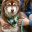 Evergreen Explorer Dog Bandana & Matching Keychain Dog Bandana Aria the Fox