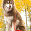 Scarlet Peaks Waterproof Leash Leash Aria the Fox