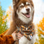 Foxes in Fall Dog Bandana & Matching Keychain Dog Bandana Aria the Fox