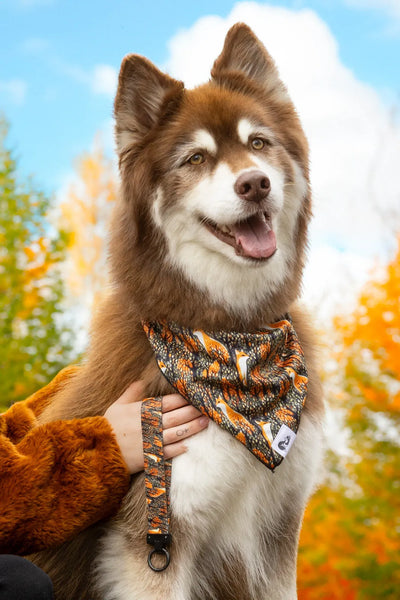 Foxes in Fall Dog Bandana & Matching Keychain Dog Bandana Aria the Fox