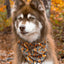 Foxes in Fall Dog Bandana Dog Bandana Aria the Fox