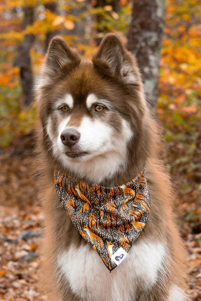 Foxes in Fall Dog Bandana Dog Bandana Aria the Fox