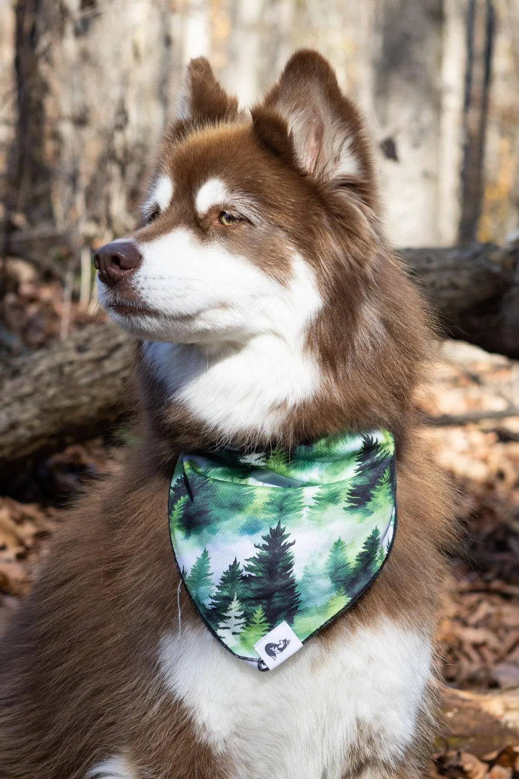 Evergreen Explorer Dog Bandana & Matching Keychain Dog Bandana Aria the Fox