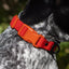 Scarlet Peaks Waterproof Dog Collar Collar Aria the Fox
