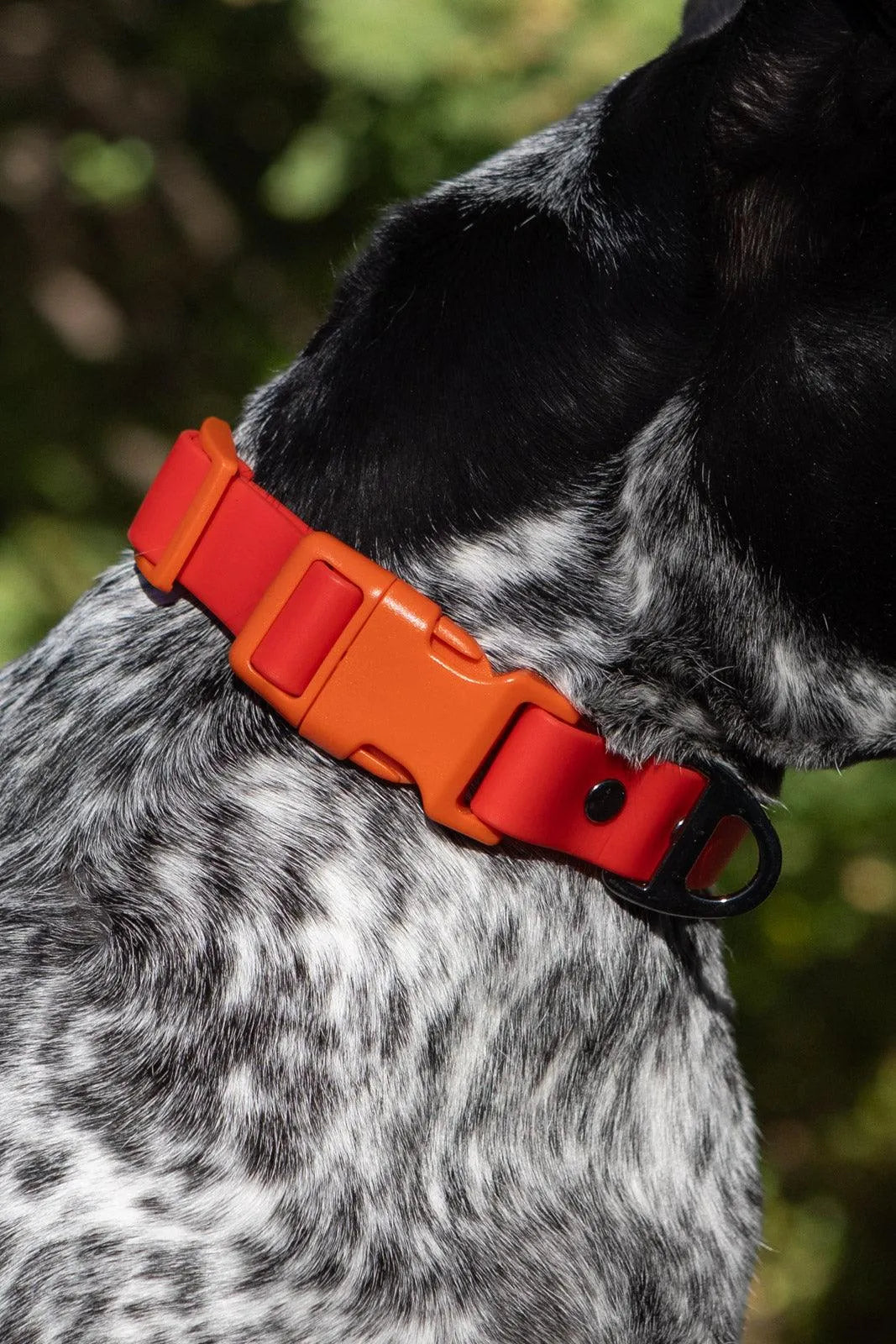 Scarlet Peaks Waterproof Dog Collar Collar Aria the Fox