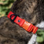 Scarlet Peaks Waterproof Dog Collar Collar Aria the Fox