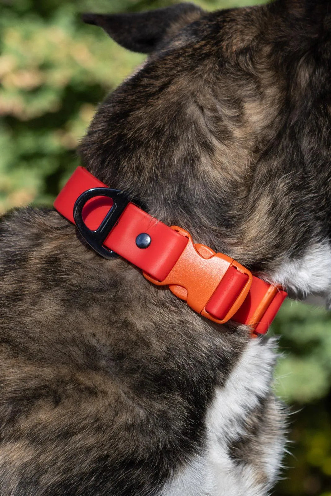 Scarlet Peaks Waterproof Dog Collar Collar Aria the Fox