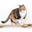 Wall Mounted Cat Feeding Shelf Cat shelves/bed Catastrophic Creations