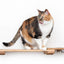 Wall Mounted Cat Feeding Shelf Standard Natural Bamboo 18" Solid Shelf Cat shelves/bed Catastrophic Creations