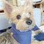 'Aiden' Reversible Pet Bandana Dog Bandana BESPOKE PAWS