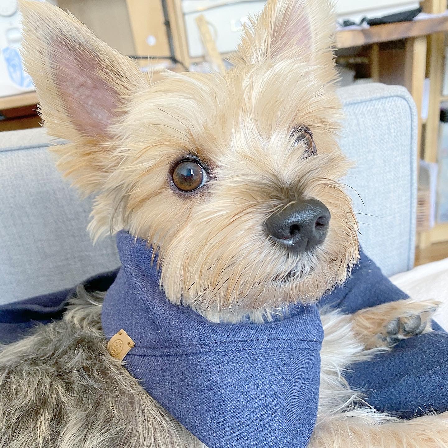 'Aiden' Reversible Pet Bandana Dog Bandana BESPOKE PAWS