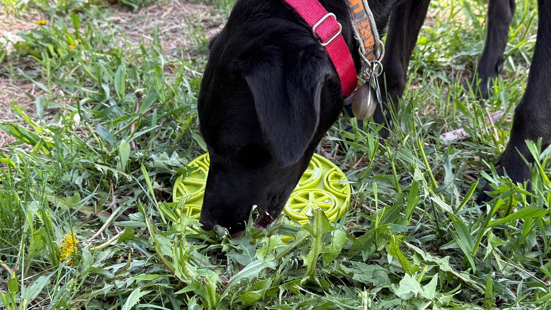 Citrus Design eMat - Enrichment Lick Mat with Suction Cups | USA Made EMAT SodaPup/True Dogs, LLC