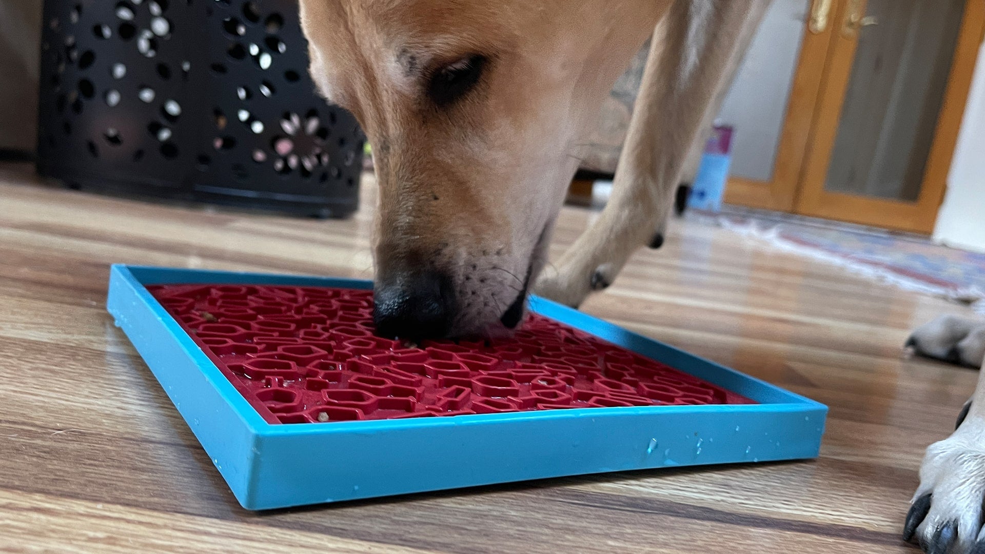 Vino Dog Lick Mat | Wine-Inspired eMat Enrichment Toy | SodaPup EMAT SodaPup/True Dogs, LLC