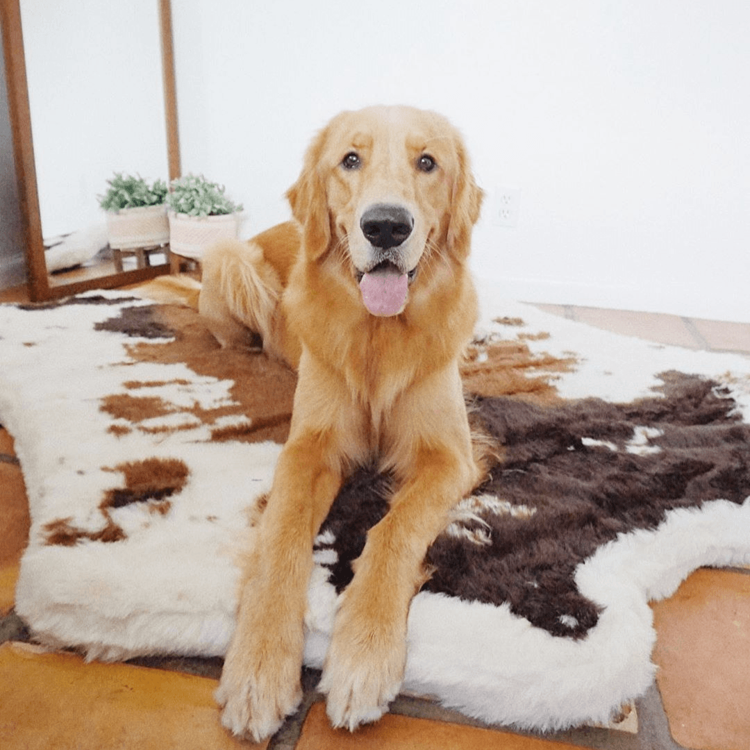 PupRug® Animal Print Memory Foam Dog Bed - Brown Faux Cowhide Dog Beds Paw.com