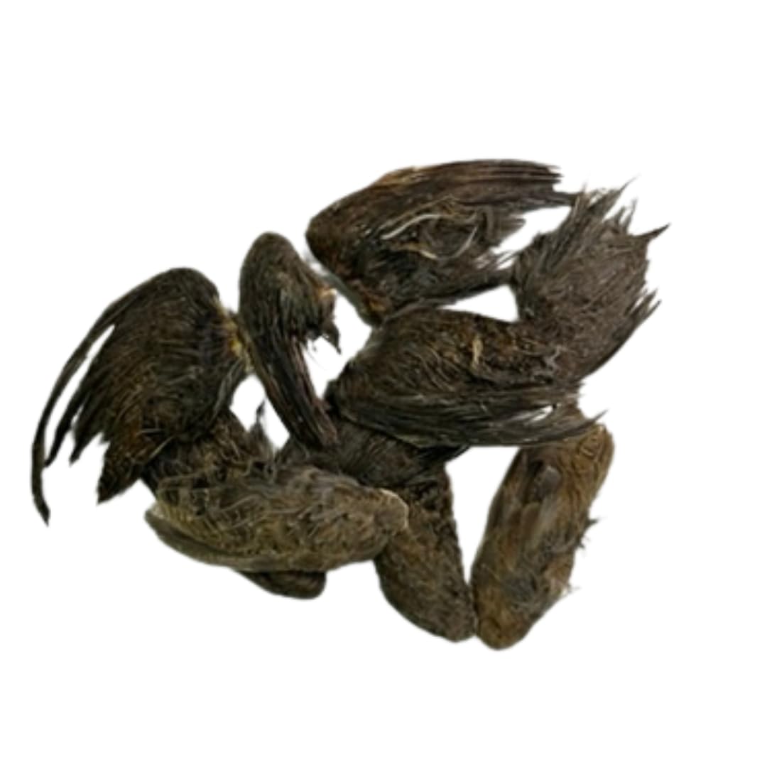 Undique Quail Wings for Dog Training, Small (10 Count) Pet Quailz.com by Undique LLC