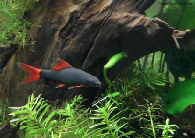 Redtail black Shark SHARK Danaqua Live Fish & More