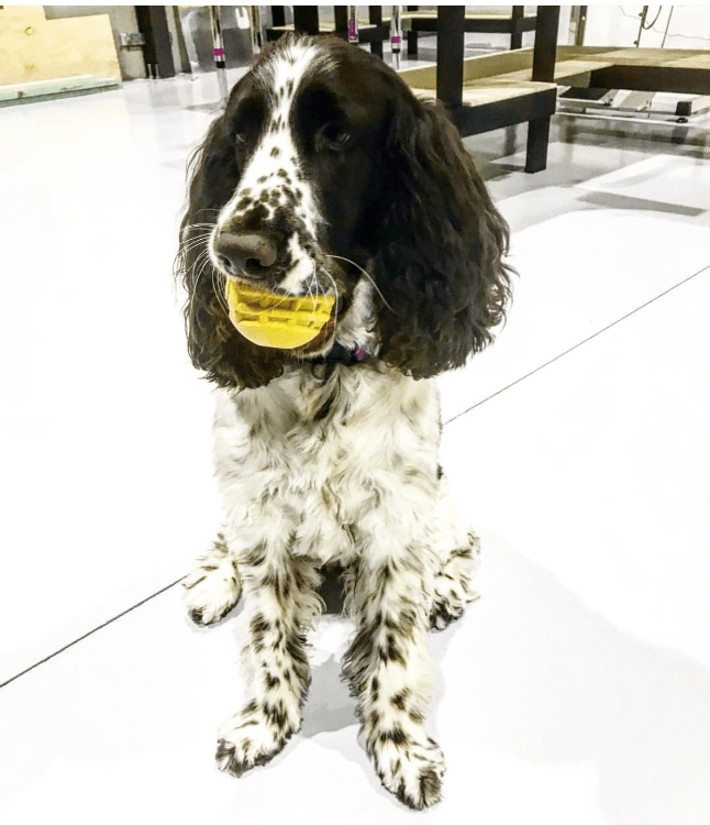 ID Ball Durable Rubber Chew Ball Rubber Dog Toys SodaPup/True Dogs, LLC