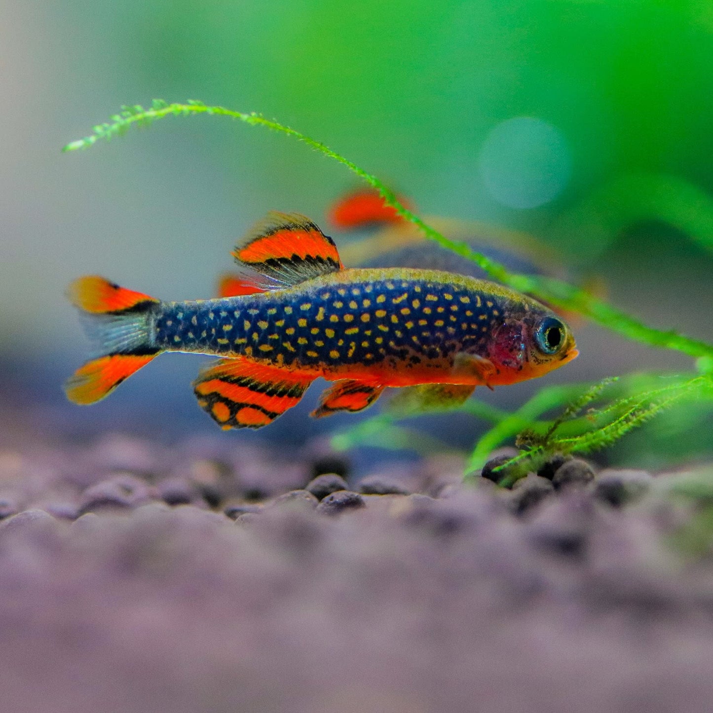 Celestial Pearl Danio / Galaxy Rasbora (Celestichthys margaritatus) TETRA Danaqua Live Fish & More