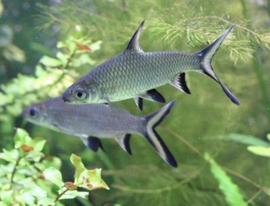 Tri Color Shark SHARK Danaqua Live Fish & More