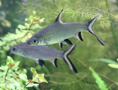 Tri Color Shark SHARK Danaqua Live Fish & More