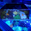 Top Down Viewer Zoa - 8" panel Show Flipper Aquarium Products