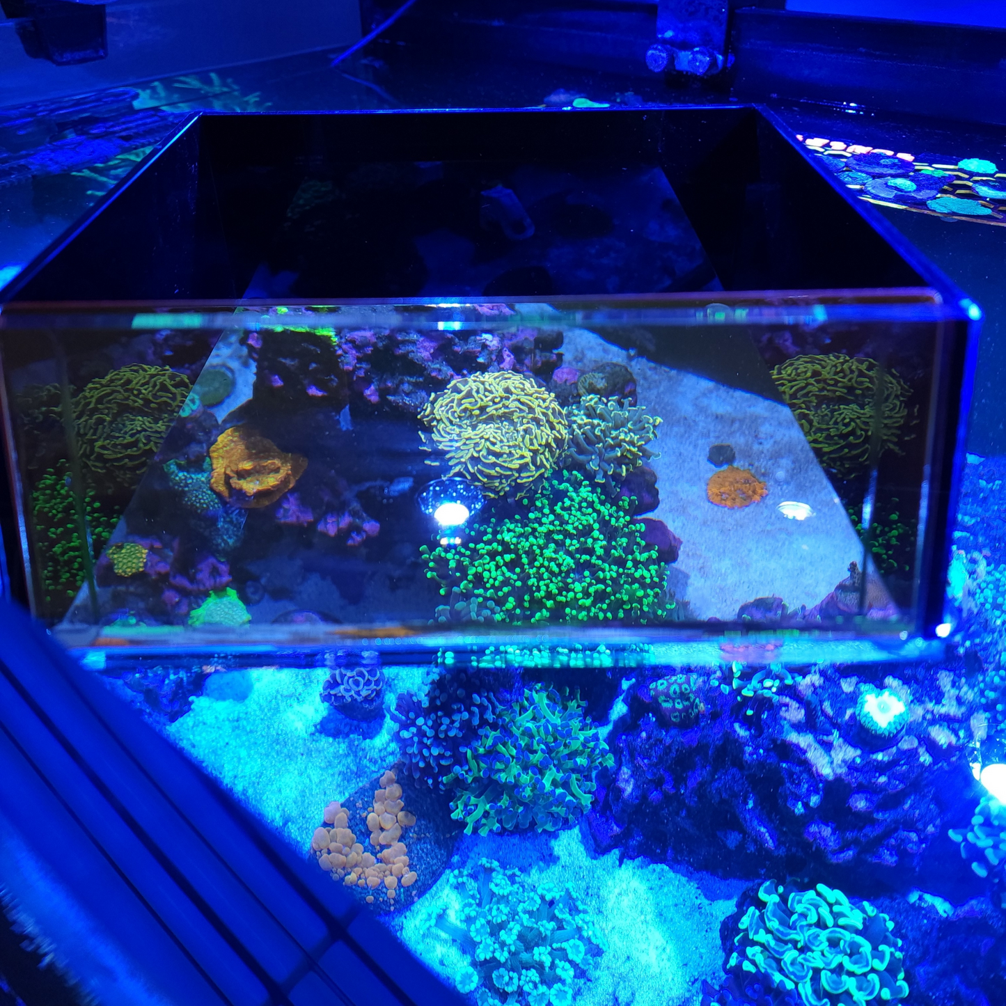 Top Down Viewer Zoa - 8" panel Show Flipper Aquarium Products