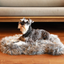 PupRug by Paw.com® Faux Fur Orthopedic Dog Bed - Curve Charcoal Grey Small (30" L x 20" W) Dog Beds Paw