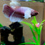 Elephant Ear Betta BETTA Danaqua Live Fish & More